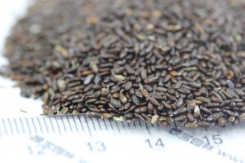 <a href='http://fscangbo.com/caohuazhongzi/1645.html' target='_blank'>薰衣草種子</a>