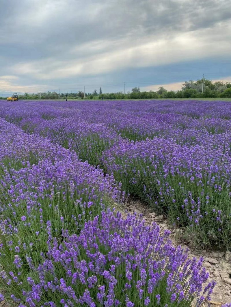 薰衣草開花大面積圖片