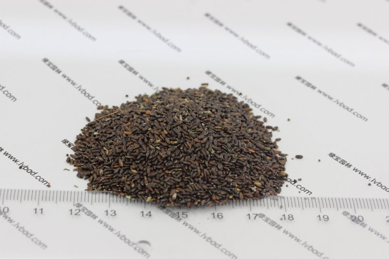 <a href='http://fscangbo.com/caohuazhongzi/1645.html' target='_blank'>薰衣草種子</a>