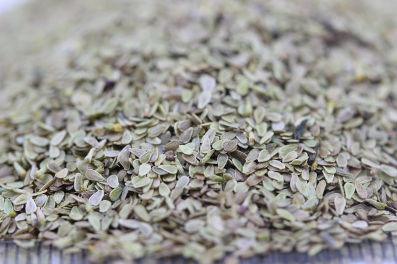 <a href='http://fscangbo.com/caohuazhongzi/1032.html' target='_blank'>雛菊</a><a href='http://fscangbo.com/' target='_blank'>種子</a>