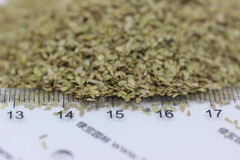 <a href='http://fscangbo.com/caohuazhongzi/1032.html' target='_blank'>雛菊種子</a>