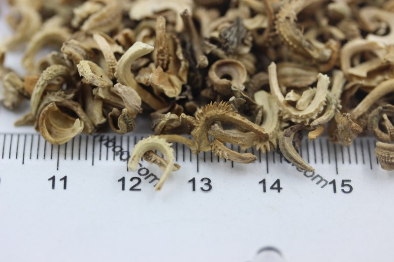 <a href='http://fscangbo.com/caohuazhongzi/1571.html' target='_blank'>金盞菊種子</a>圖片