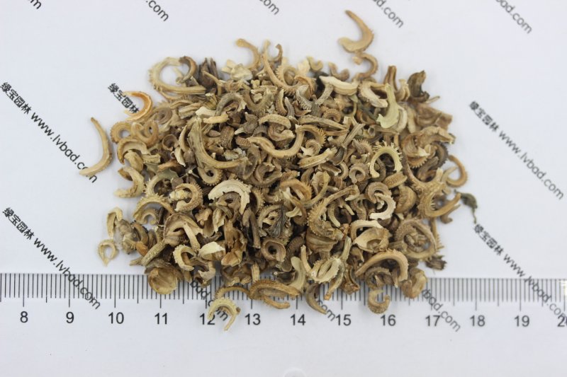 <a href='http://fscangbo.com/caohuazhongzi/1571.html' target='_blank'>金盞菊種子</a>圖片