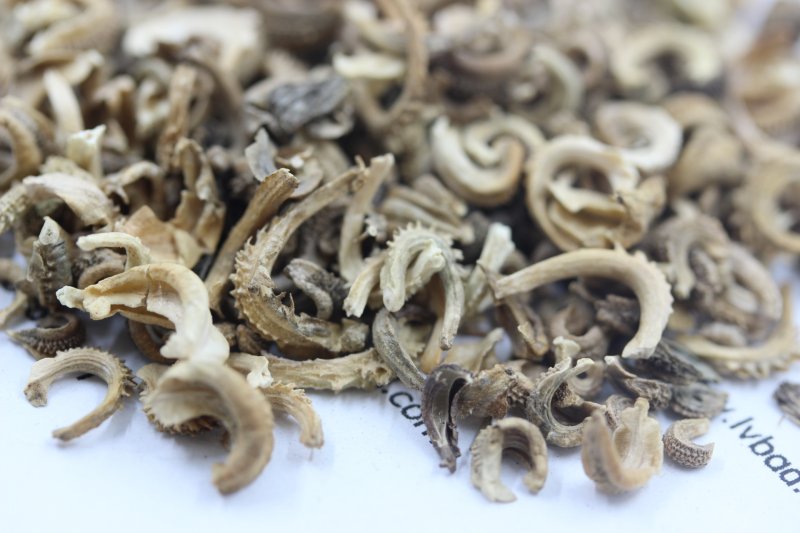 <a href='http://fscangbo.com/caohuazhongzi/1571.html' target='_blank'>金盞菊</a><a href='http://fscangbo.com/' target='_blank'>種子</a>圖片