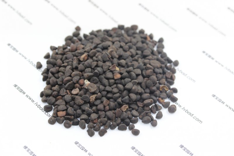 <a href='http://fscangbo.com/caohuazhongzi/1613.html' target='_blank'>牽?；?/a><a href='http://fscangbo.com/' target='_blank'>種子</a>