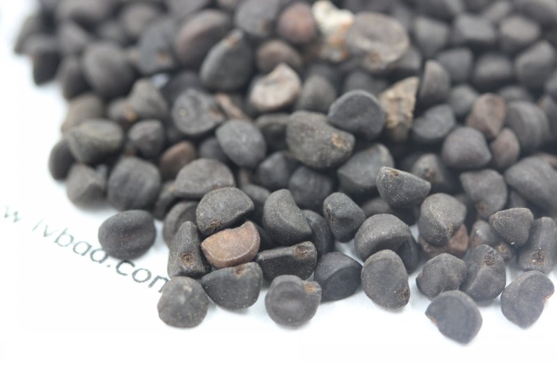 <a href='http://fscangbo.com/caohuazhongzi/1613.html' target='_blank'>牽?；?/a><a href='http://fscangbo.com/' target='_blank'>種子</a>