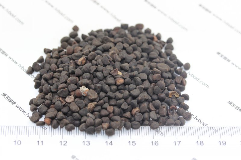 <a href='http://fscangbo.com/caohuazhongzi/1613.html' target='_blank'>牽?；ǚN子</a>