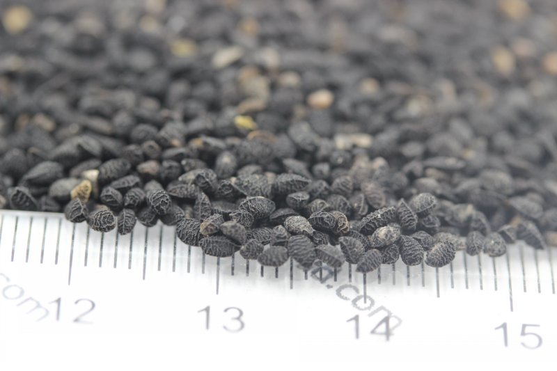 黑種草<a href='http://fscangbo.com/' target='_blank'>種子</a>