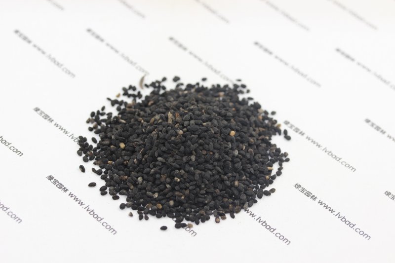 黑種草<a href='http://fscangbo.com/' target='_blank'>種子</a>