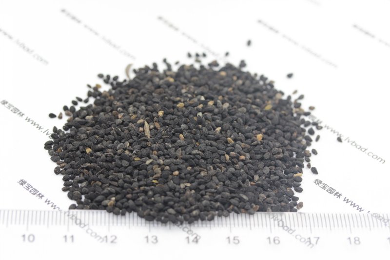 <a href='http://fscangbo.com/caohuazhongzi/1061.html' target='_blank'>黑種草種子</a>