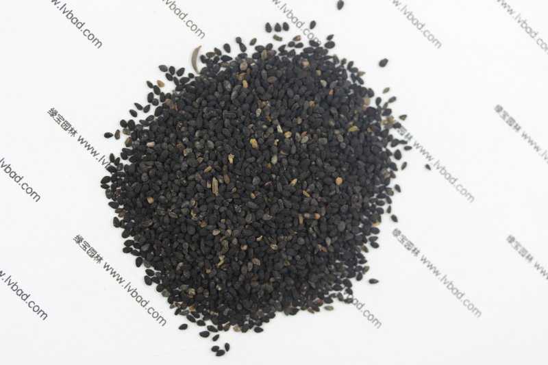 <a href='http://fscangbo.com/caohuazhongzi/1061.html' target='_blank'>黑種草種子</a>