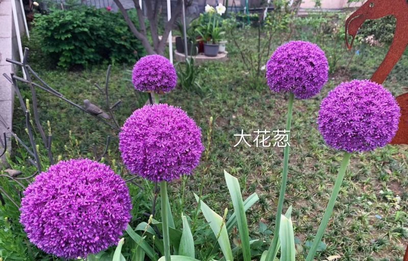 采收<a href='http://fscangbo.com/caohuazhongzi/1035.html' target='_blank'>大花蔥種球</a>