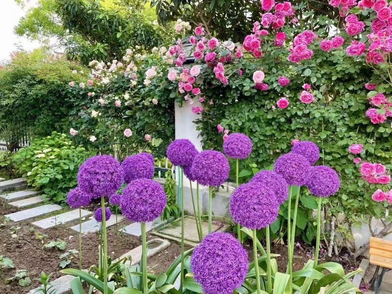 采收<a href='http://fscangbo.com/caohuazhongzi/1035.html' target='_blank'>大花蔥種球</a>