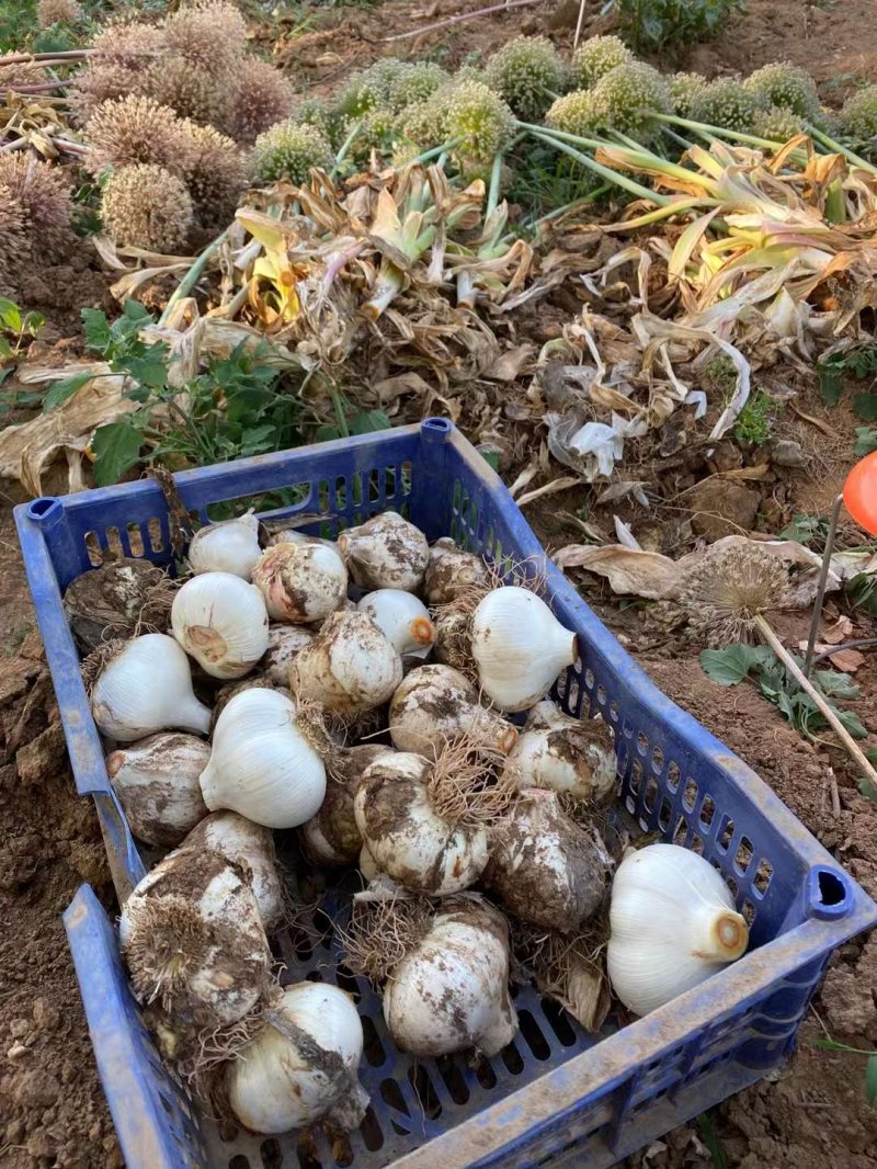 采收<a href='http://fscangbo.com/caohuazhongzi/1039.html' target='_blank'>大花蔥</a>種球