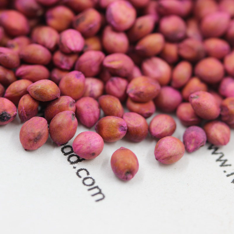 <a href='http://fscangbo.com/mucaozhongzi/4.html' target='_blank'>高丹草</a><a href='http://fscangbo.com/' target='_blank'>種子</a>