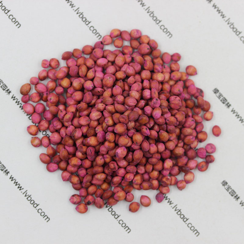 <a href='http://fscangbo.com/mucaozhongzi/4.html' target='_blank'>高丹草</a><a href='http://fscangbo.com/' target='_blank'>種子</a>