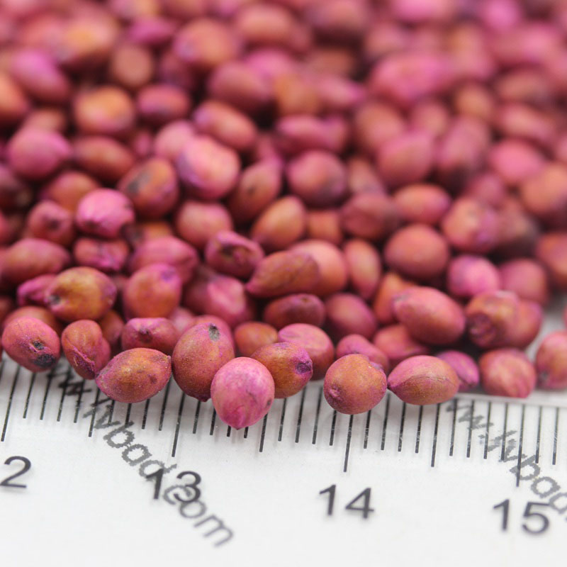 <a href='http://fscangbo.com/mucaozhongzi/4.html' target='_blank'>高丹草種子</a>