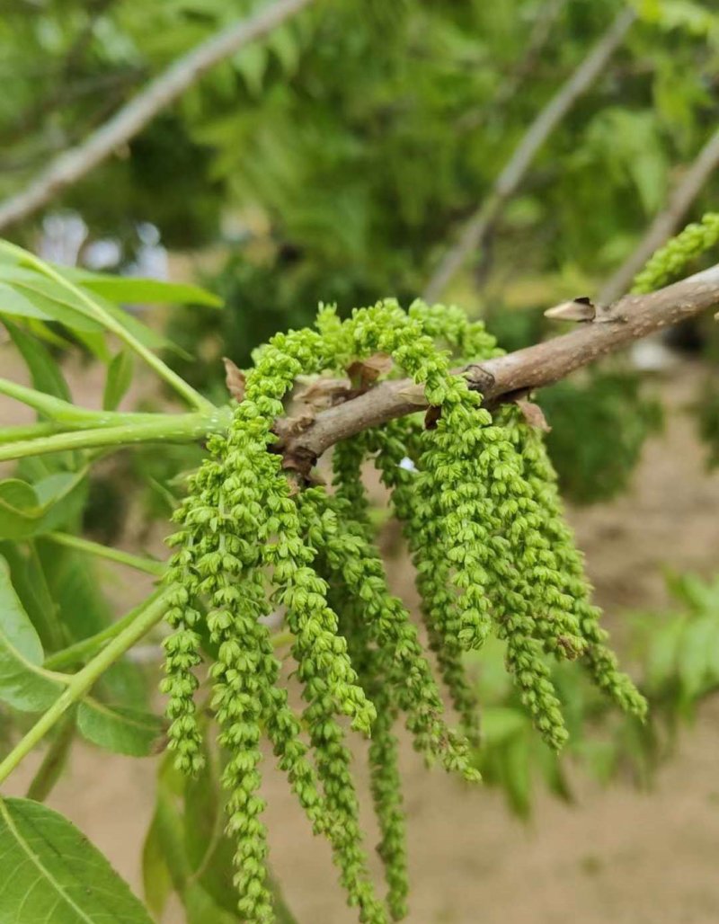 <a href='http://fscangbo.com/guoshuzhongzi/2177.html' target='_blank'>核桃</a>花的圖片