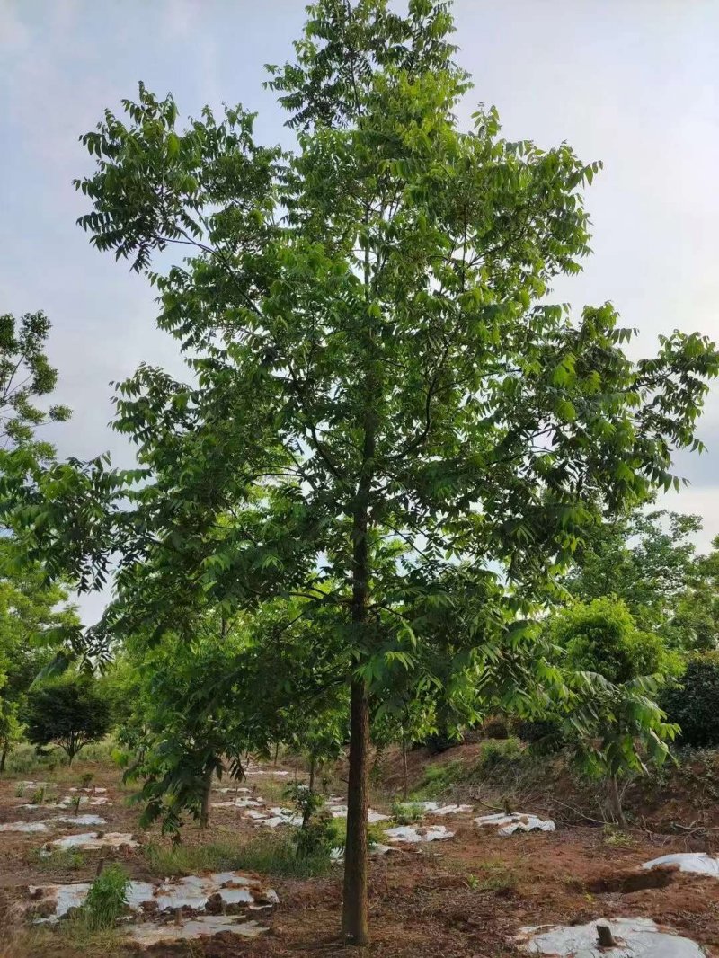 核<a href='http://fscangbo.com/linmuzhongzi/1723.html' target='_blank'>桃樹</a>