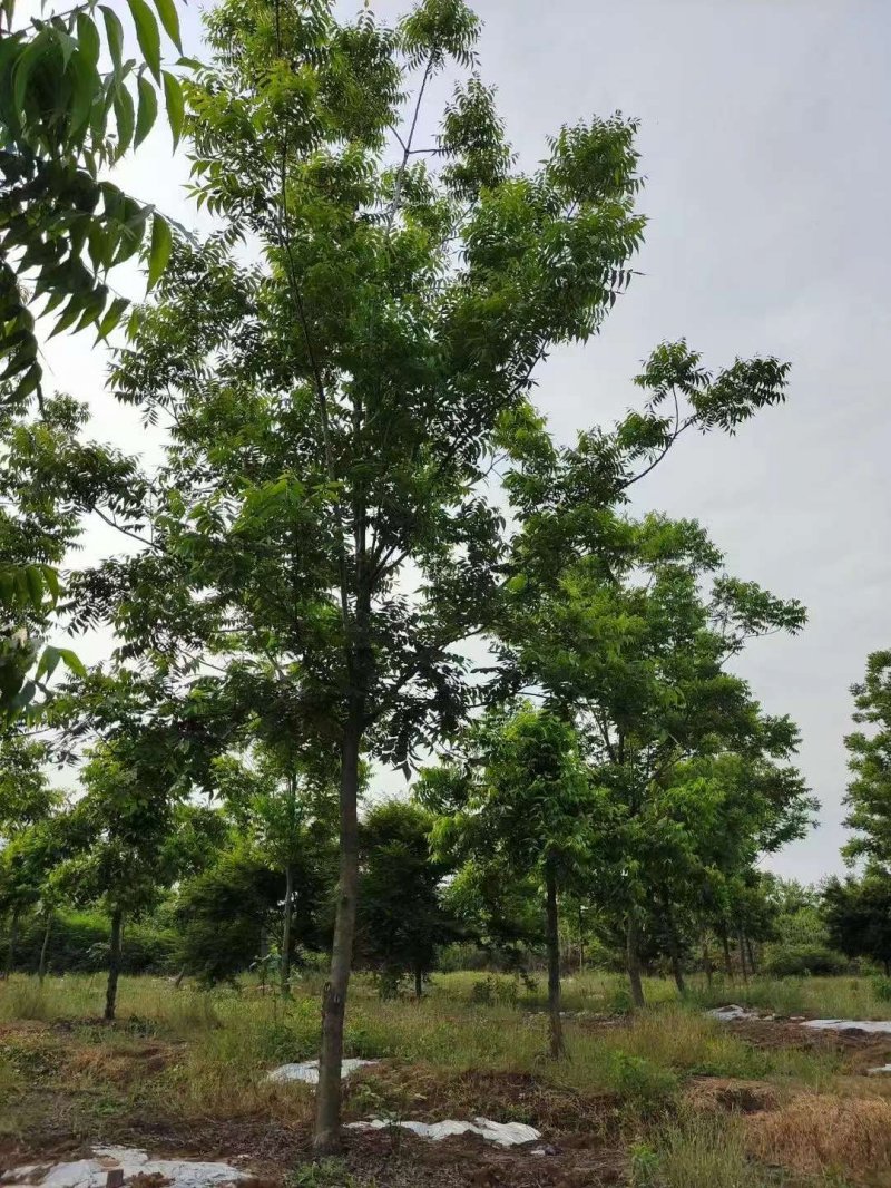 核<a href='http://fscangbo.com/linmuzhongzi/1723.html' target='_blank'>桃樹</a>