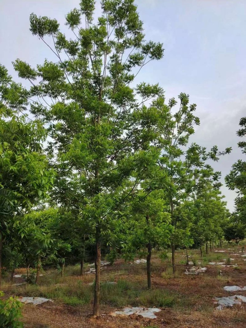 核<a href='http://fscangbo.com/linmuzhongzi/1723.html' target='_blank'>桃樹</a>