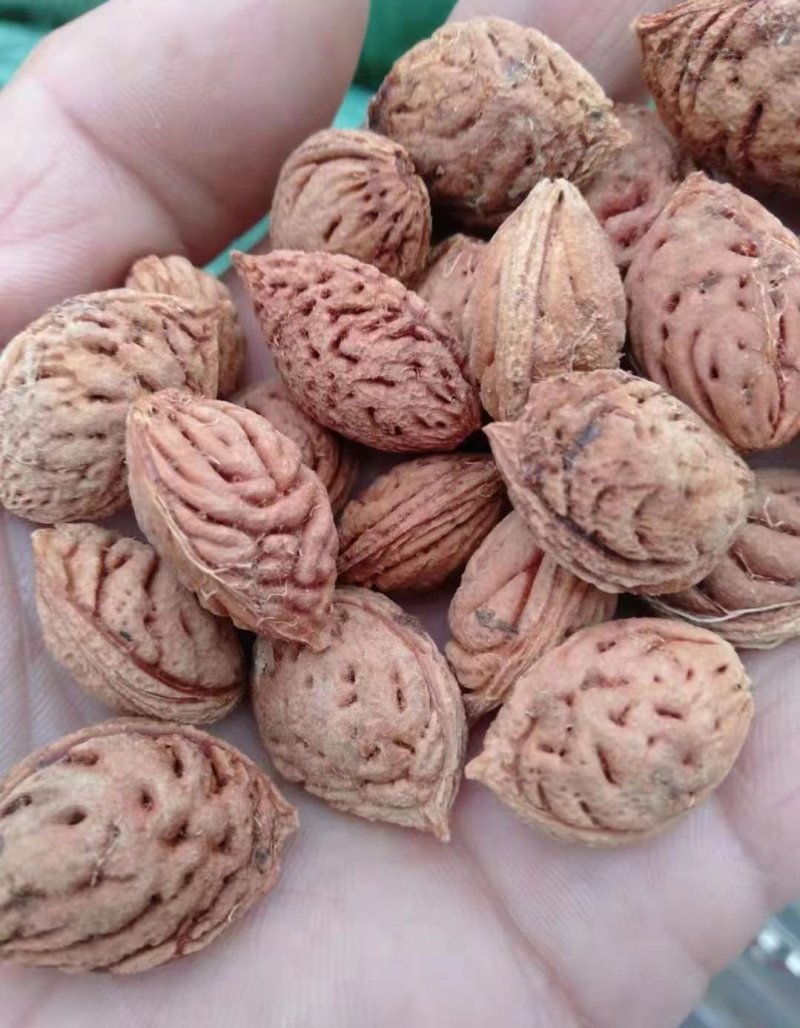 <a href='http://fscangbo.com/guoshuzhongzi/1877.html' target='_blank'>毛桃種子</a>