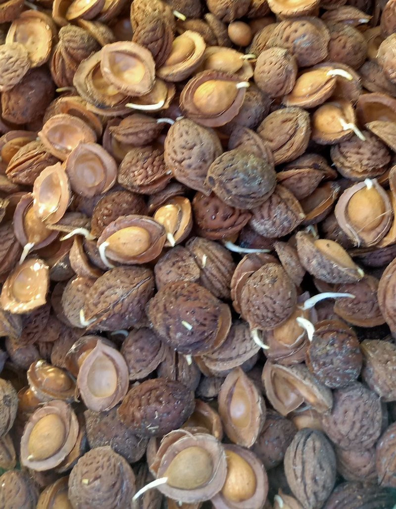 <a href='http://fscangbo.com/guoshuzhongzi/1877.html' target='_blank'>毛桃</a><a href='http://fscangbo.com/' target='_blank'>種子</a>