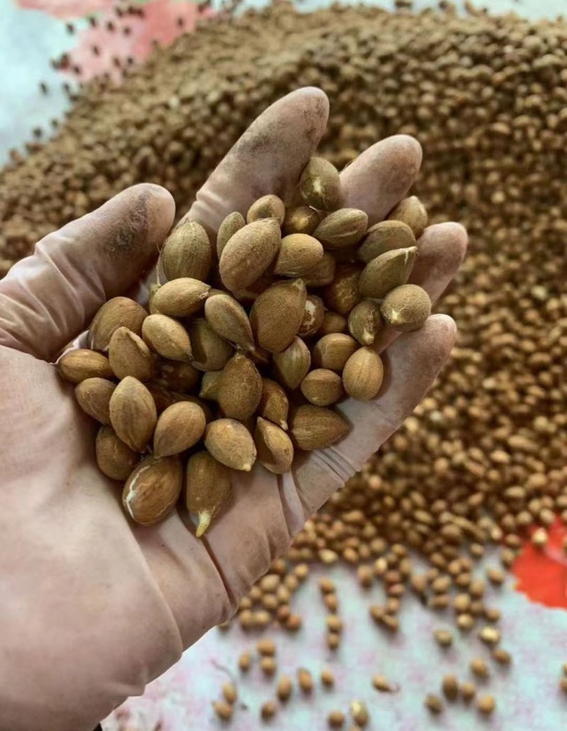 毛桃<a href='http://fscangbo.com/' target='_blank'>種子</a>