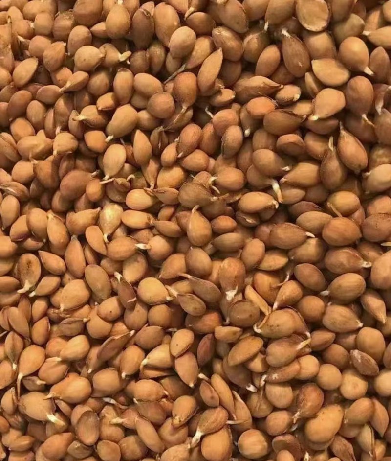 <a href='http://fscangbo.com/guoshuzhongzi/1877.html' target='_blank'>毛桃種子</a>