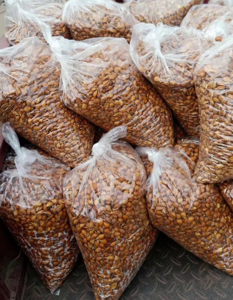 毛桃<a href='http://fscangbo.com/' target='_blank'>種子</a>