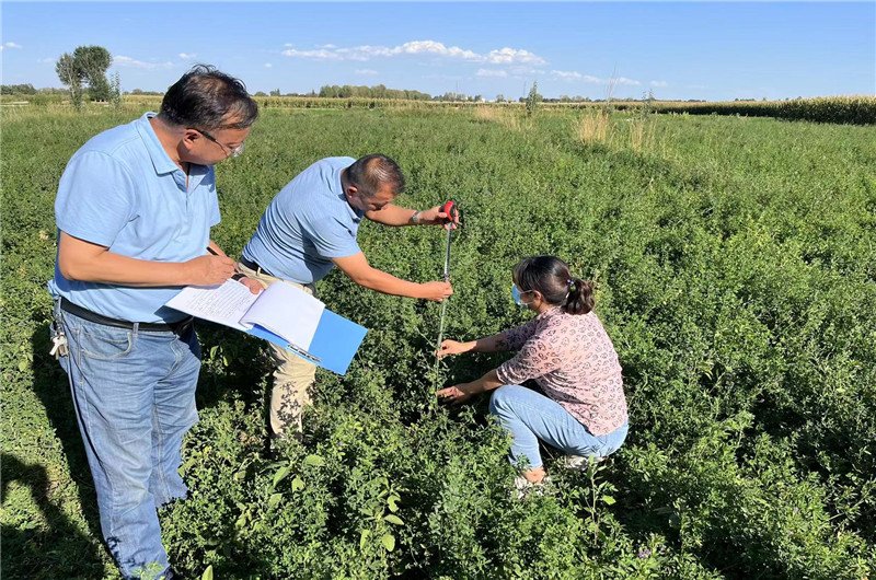 牧草種植中途采集生長(zhǎng)數(shù)據(jù)