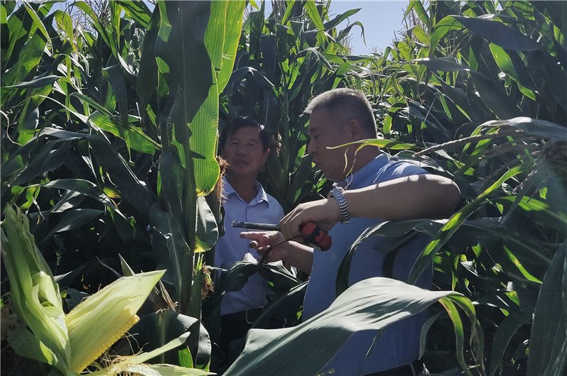 牧草種植中途采集生長(zhǎng)數(shù)據(jù)