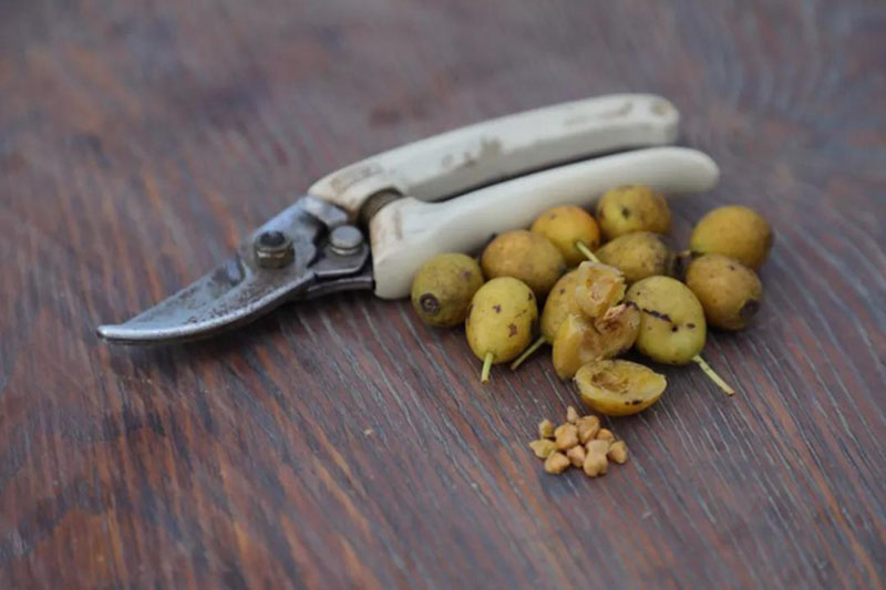 <a href='http://fscangbo.com/linmuzhongzi/1700.html' target='_blank'>月季花種子</a>去除外皮果肉