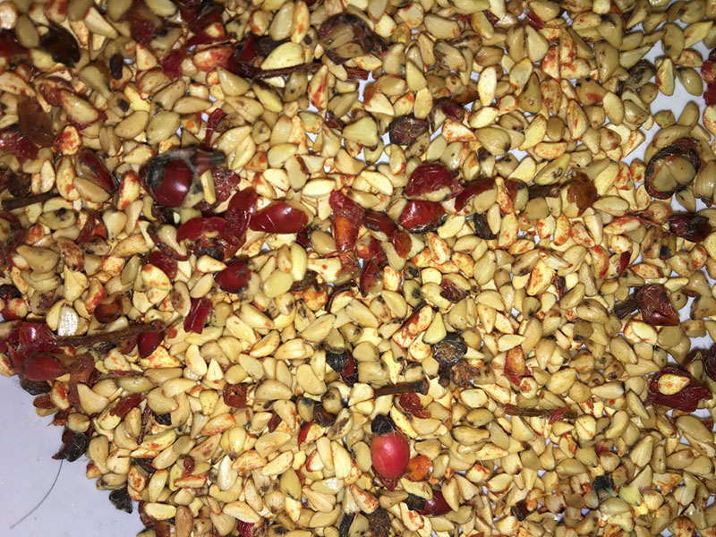 <a href='http://fscangbo.com/linmuzhongzi/1700.html' target='_blank'>月季花</a><a href='http://fscangbo.com/' target='_blank'>種子</a>冷積<a href='http://fscangbo.com/shichangjiage/21353.html' target='_blank'>催芽</a>