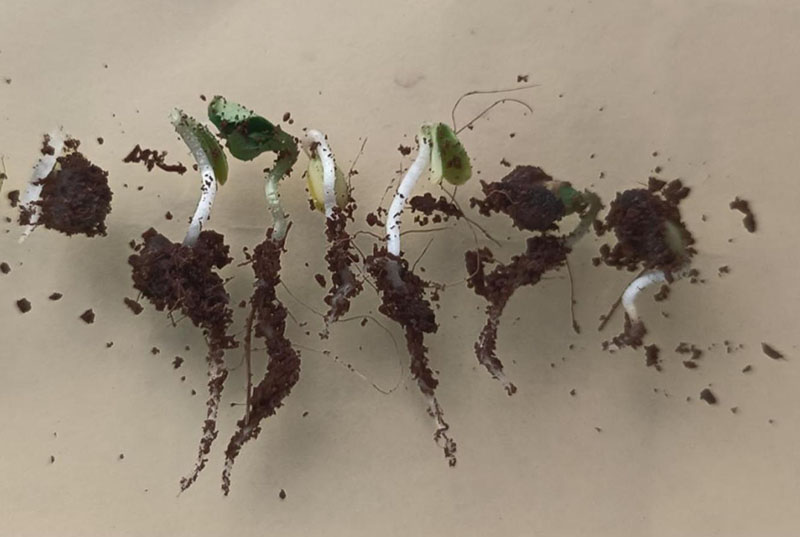 <a href='http://fscangbo.com/linmuzhongzi/1700.html' target='_blank'>月季花種子</a>發(fā)芽出苗