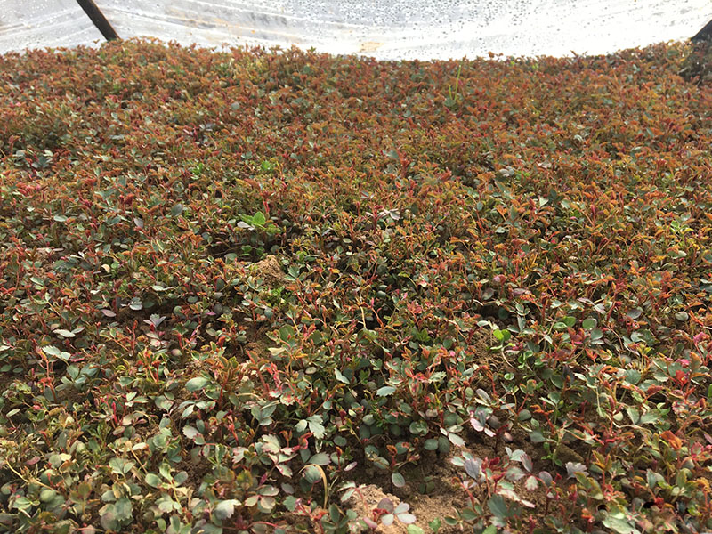 <a href='http://fscangbo.com/tengbenpanyuanzhiwu/3570.html' target='_blank'>月季</a>花種子發(fā)芽出苗