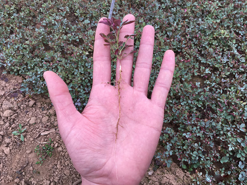 <a href='http://fscangbo.com/linmuzhongzi/1700.html' target='_blank'>月季花</a>種子發(fā)芽出苗