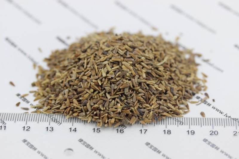 <a href='http://fscangbo.com/caohuazhongzi/1033.html' target='_blank'>翠菊種子</a>