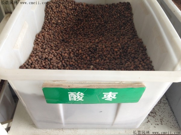 <a href='http://fscangbo.com/guoshuzhongzi/1883.html' target='_blank'>酸棗</a><a href='http://fscangbo.com/' target='_blank'>種子</a>圖片