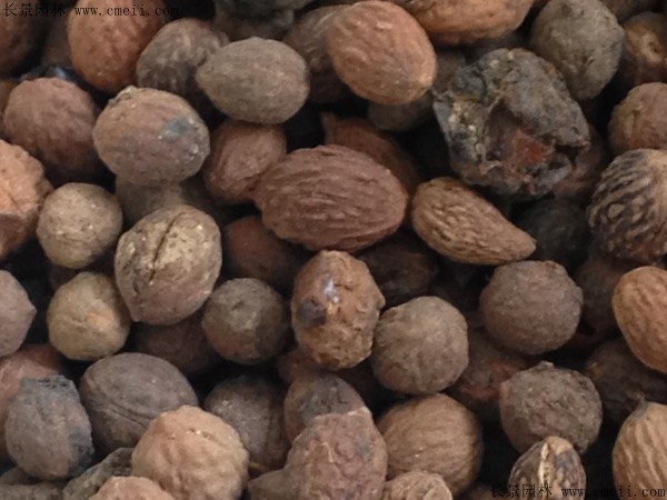 <a href='http://fscangbo.com/guoshuzhongzi/1883.html' target='_blank'>酸棗種子</a>圖片