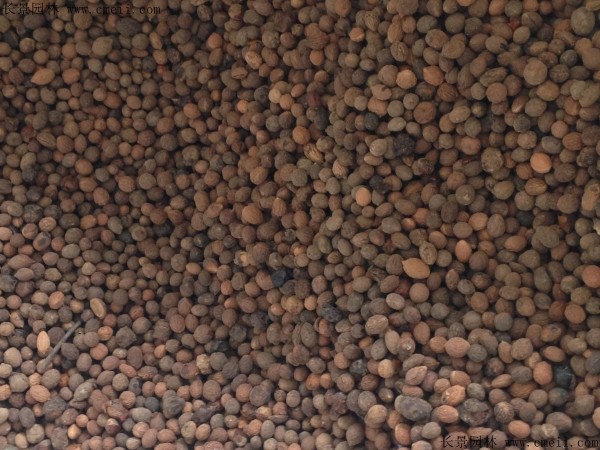 <a href='http://fscangbo.com/guoshuzhongzi/1883.html' target='_blank'>酸棗</a><a href='http://fscangbo.com/' target='_blank'>種子</a>圖片