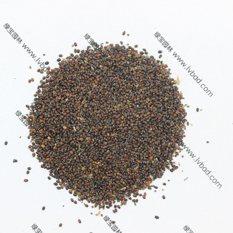 <a href='http://fscangbo.com/caohuazhongzi/1023.html' target='_blank'>薄荷</a><a href='http://fscangbo.com/' target='_blank'>種子</a>