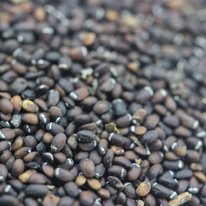 <a href='http://fscangbo.com/caohuazhongzi/1023.html' target='_blank'>薄荷種子</a>