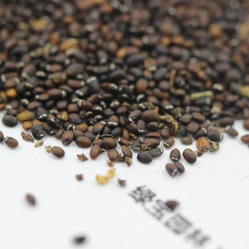 <a href='http://fscangbo.com/caohuazhongzi/1023.html' target='_blank'>薄荷種子</a>