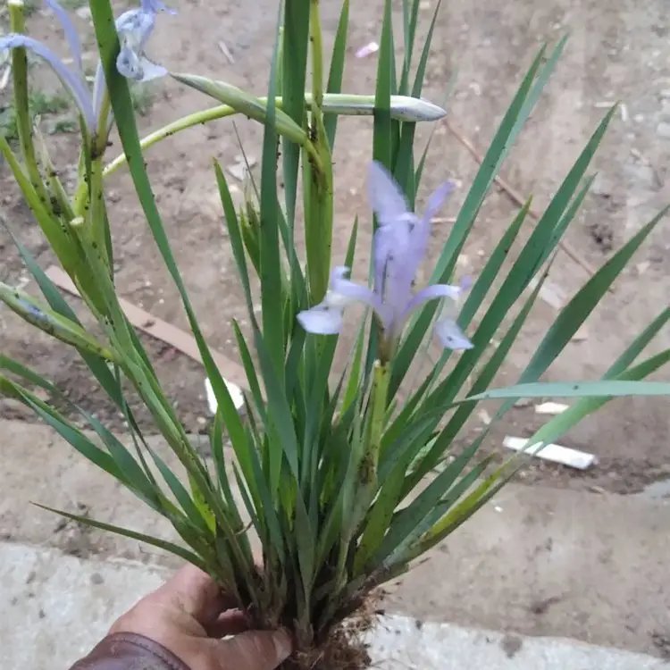 <a href='http://fscangbo.com/caobenzhiwu/3383.html' target='_blank'>馬蘭花</a>杯苗容器苗