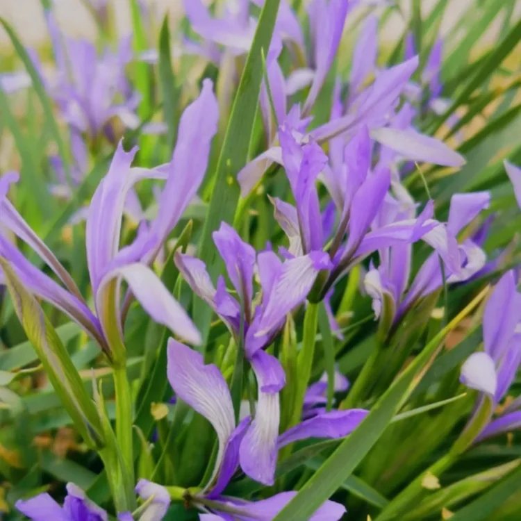 <a href='http://fscangbo.com/caohuazhongzi/1591.html' target='_blank'>馬蘭</a>花杯苗容器苗