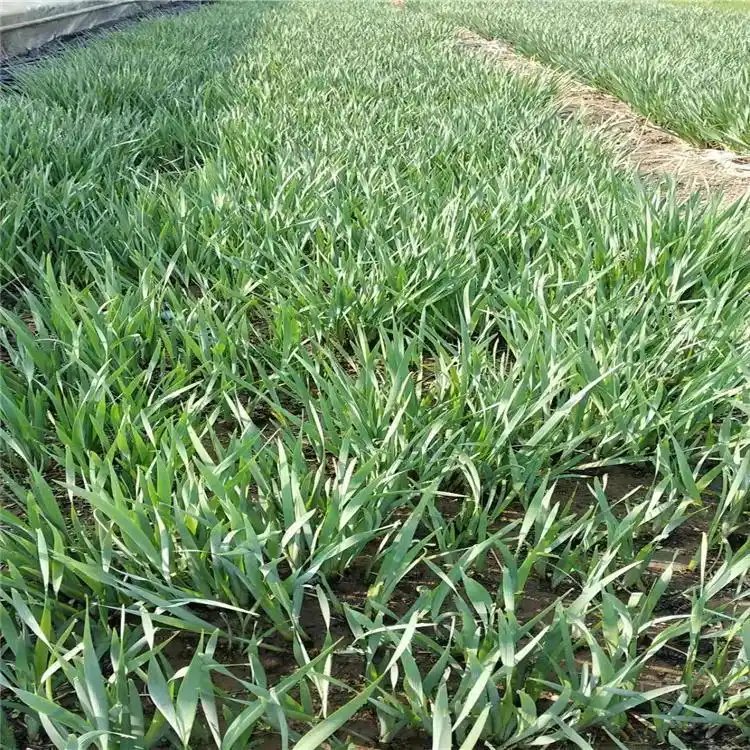 馬蘭花杯苗容器苗