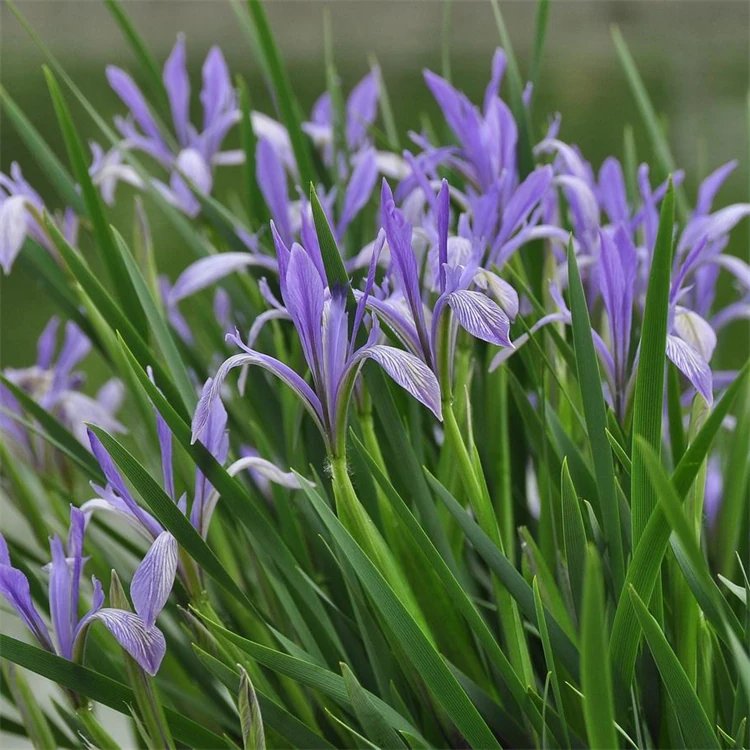 <a href='http://fscangbo.com/caohuazhongzi/1591.html' target='_blank'>馬蘭</a>花杯苗容器苗