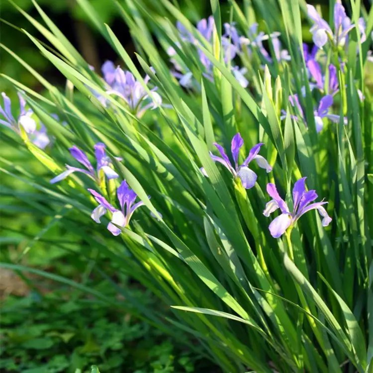 馬蘭花杯苗容器苗