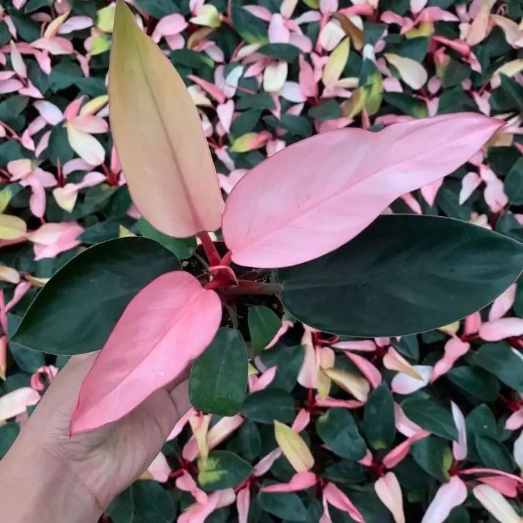 蔓<a href='http://fscangbo.com/caohuazhongzi/1572.html' target='_blank'>錦葵</a>杯苗容器苗